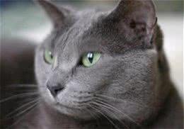 猫咪托运注意事项