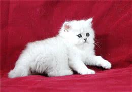 猫三联的免疫程序