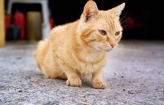 怎样给虎斑猫剪指甲
