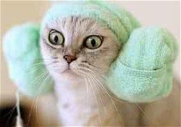 如何让猫咪的毛发更柔顺光泽