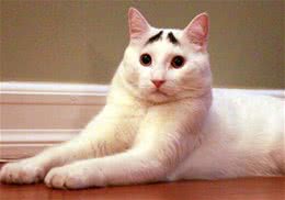 姚晨怀抱猫咪，为什么明星都爱猫？