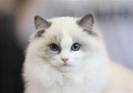 布偶猫真的完美？