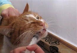 猫咪不肯吃药？教你实用猫咪喂药技巧