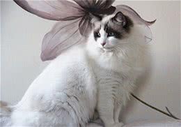 猫咪的户外运动之散步