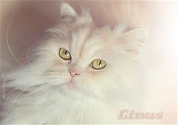 猫咪秋季养护心得