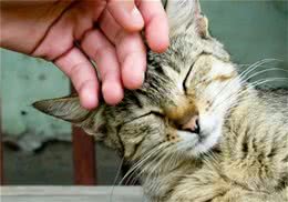 怎样与猫咪亲近