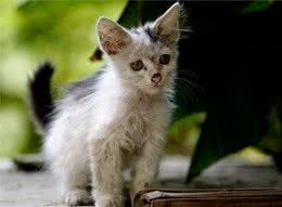 该如何喂养捡到的流浪猫