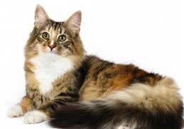 猫咪养护误区之猫咪都喜欢被抱抱？