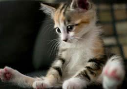 猫咪的应激反应及应对措施