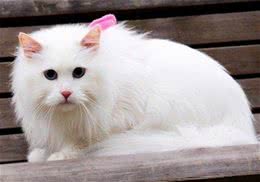 猫咪五个意外受伤紧急处理方法