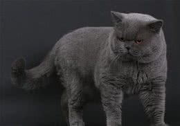 猫咪梳洗用品的选择