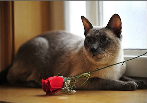 如何训练猫咪犯错后记住错误