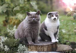 卡尔特猫的养护知识