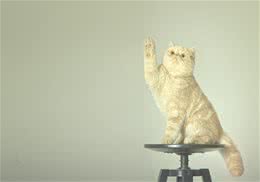 猫咪可以吃安眠药吗