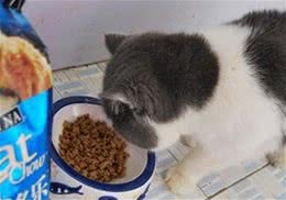 关于给猫咪换粮的一些问题