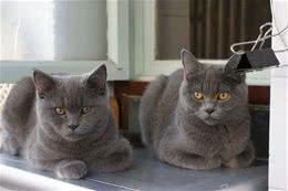 老年人适不适合养猫