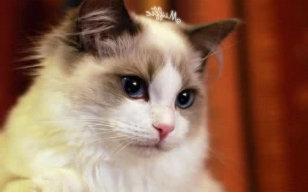教你怎样给猫咪清洁
