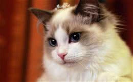 教你怎样给猫咪清洁