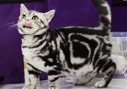 美国短毛猫的特殊美容方法