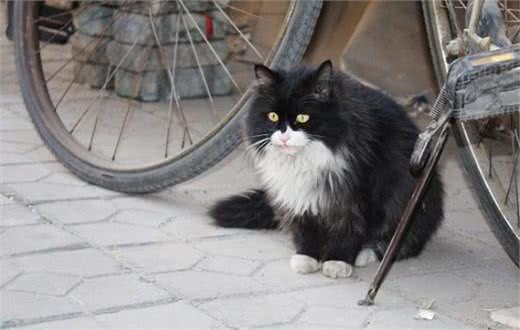 如何正确的饲养流浪猫