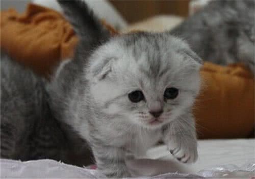 解读猫咪迷人的双眼