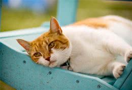 家中养猫注意五个危险地区