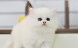 怎么解开猫咪身上的毛团