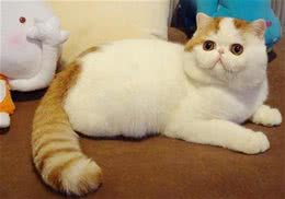 猫咪绝对不能吃的食物