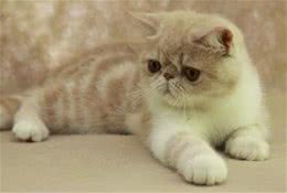 异国短毛猫的四季养护