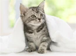 冬季为怕冷猫咪保暖原则