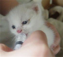 能不能给猫喝牛奶