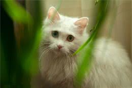 猫咪小运动轻松练起来