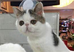 维生素C对猫咪的重要性