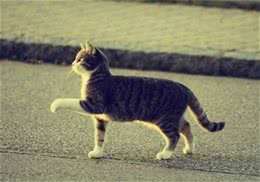 猫咪四季养护要点