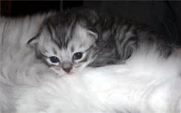 关于褴褛猫的介绍