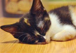 猫咪感冒发烧的应对措施