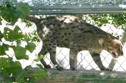 渔猫的繁殖知识简单介绍