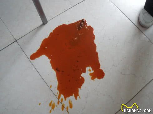 猫病毒性肠炎的诊断与治疗