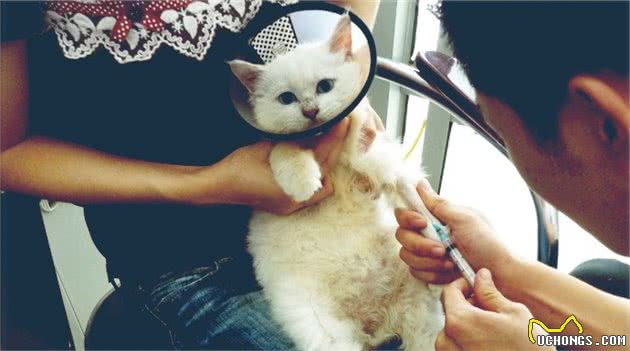 猫病毒性肠炎的诊断与治疗