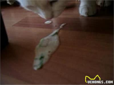 猫病毒性肠炎的诊断与治疗