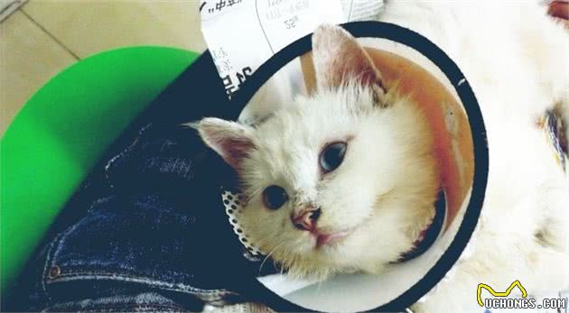 猫病毒性肠炎的诊断与治疗