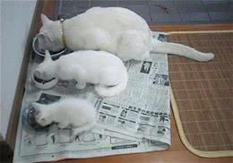 宠物猫饮食习惯知多少