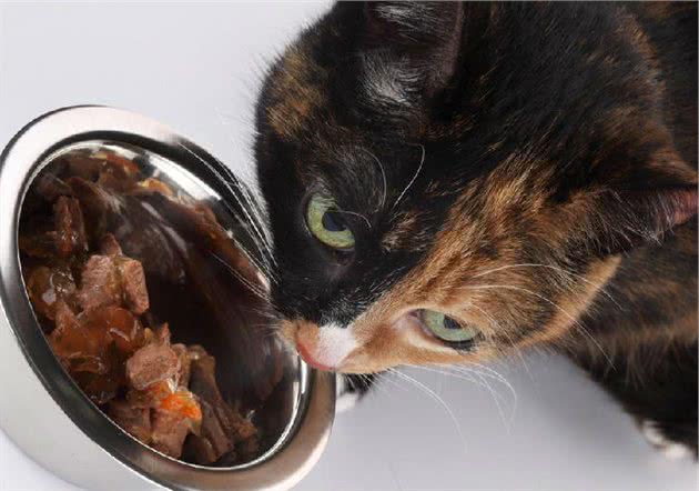 猫咪用具需要经常消毒清洁