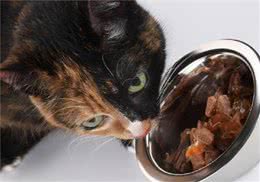 猫咪用具需要经常消毒清洁