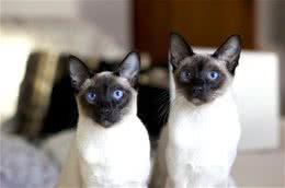 猫咪太调皮该怎么训练