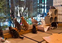 用猫咪招揽生意有利有弊