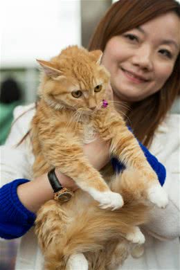 救助流浪猫，我是认真的