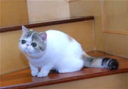 如何选购异国短毛猫