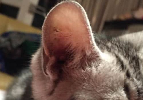 猫咪为什么不喜欢别人碰他耳朵？