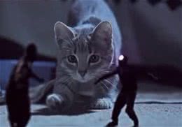 猫咪可以当间谍吗？